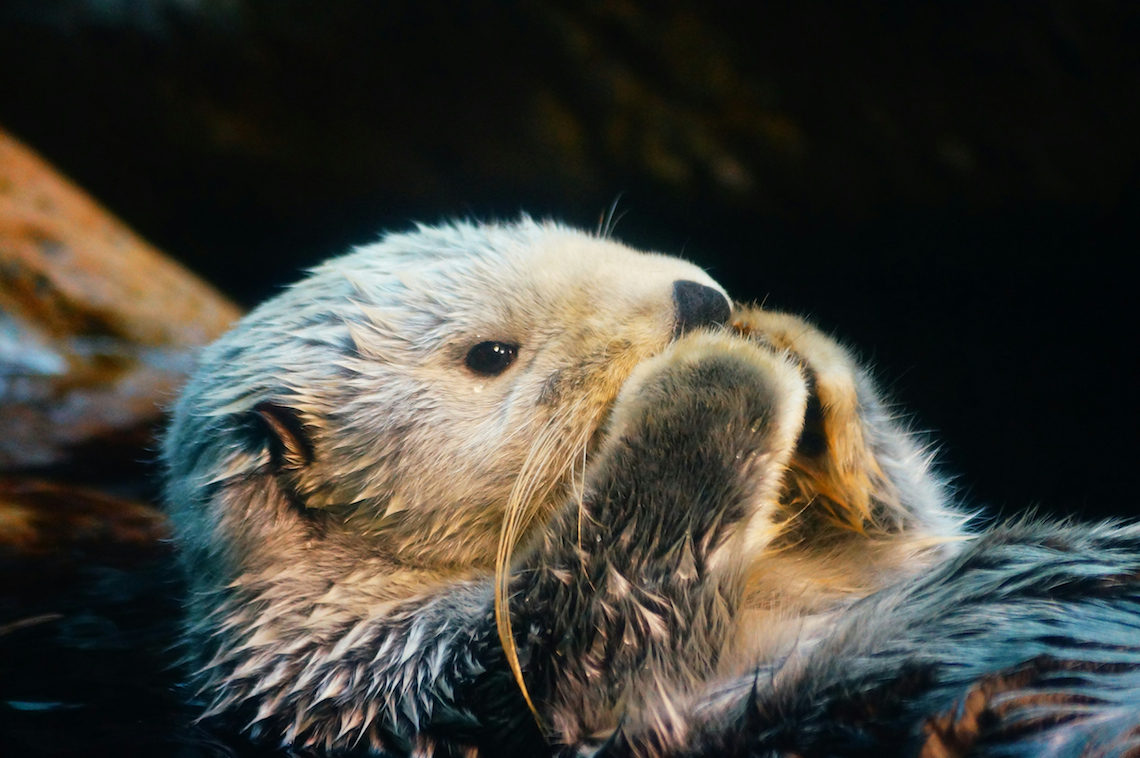 Sea otters help fight climate change